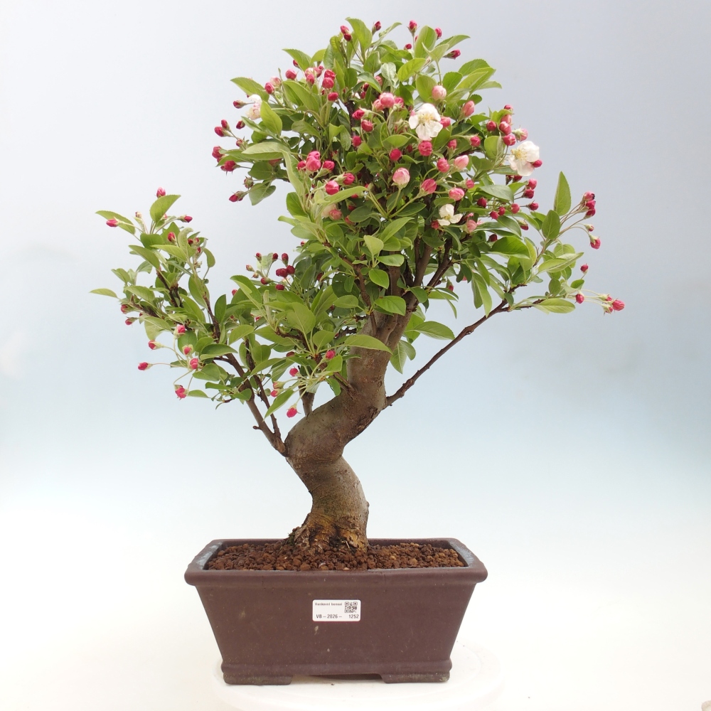 Outdoor bonsai -Malus halliana - Small-fruited apple tree