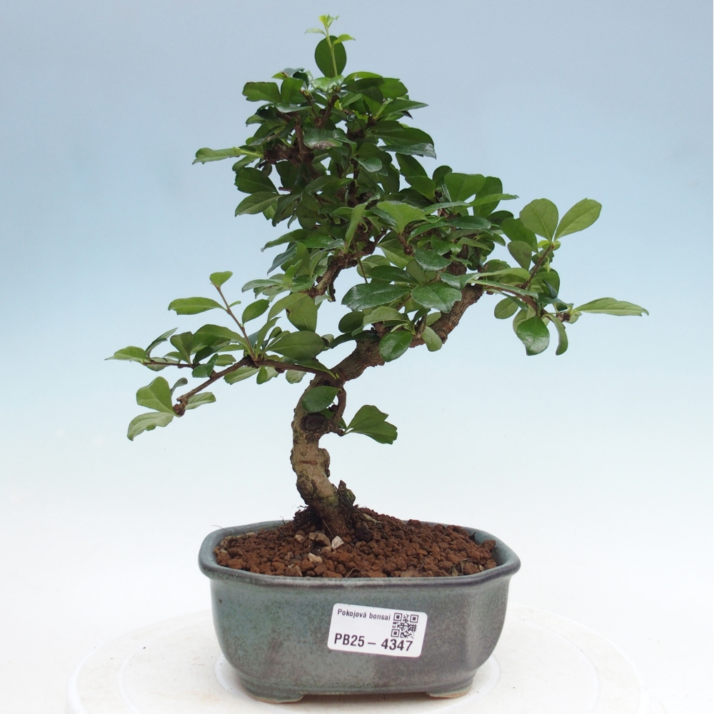 Room bonsai - Carmona macrophylla - Tea fuki