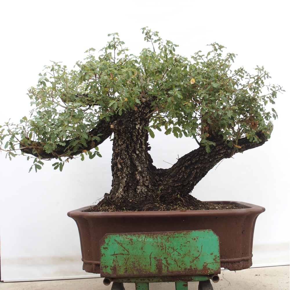 Yamadori - Quercus Ilex - Oak holly