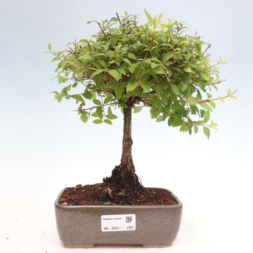 Outdoor bonsai -Symphoricarpos d. Mother Pearl  - Memorial tree
