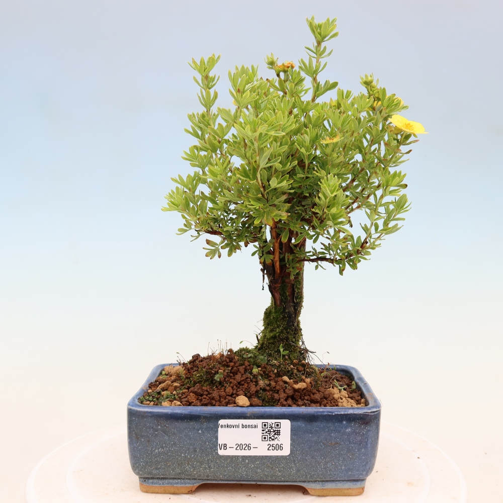 Outdoor bonsai - Potentila fruticosa