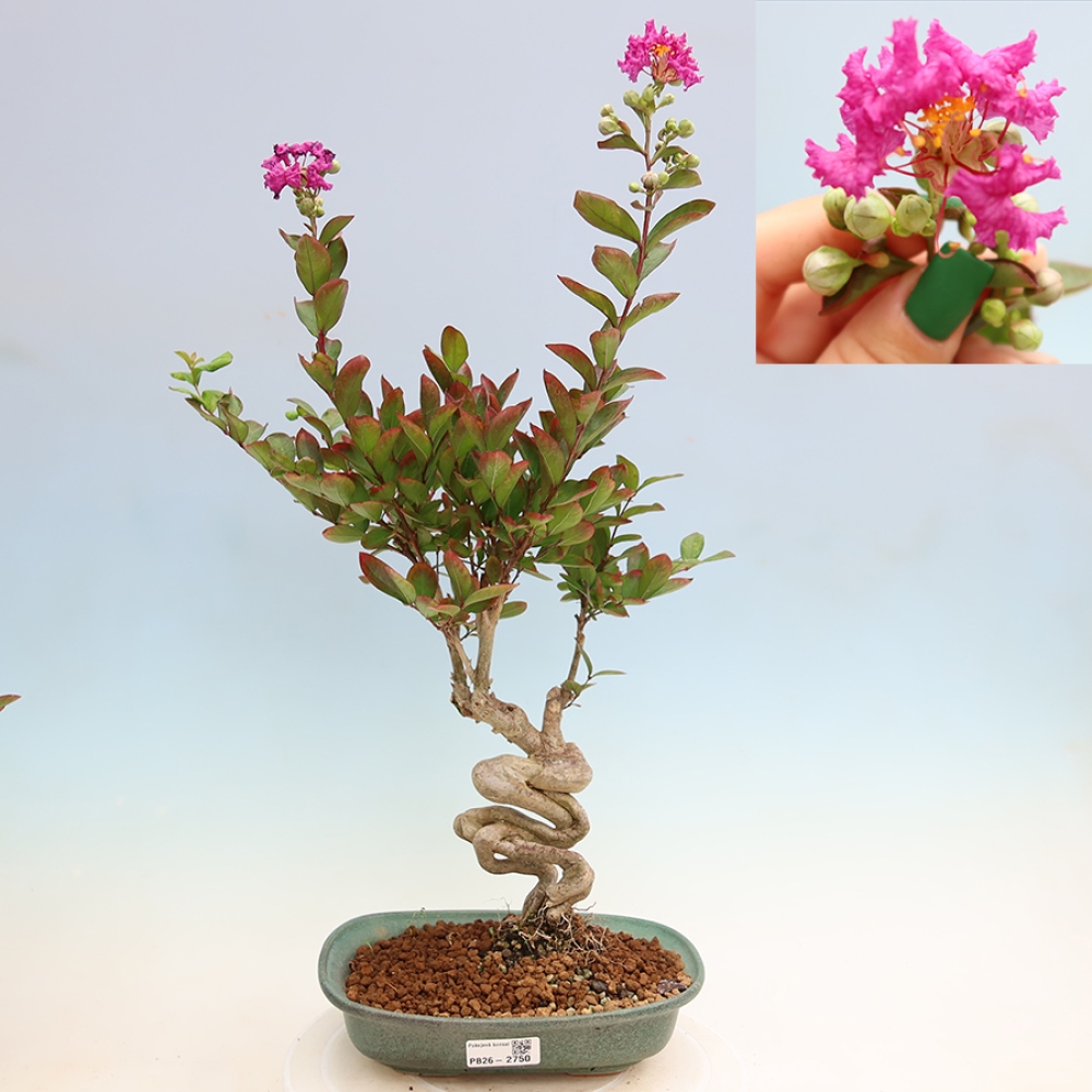 Indoor Bonsai - Lagerstroemia indica - Indian Lilac