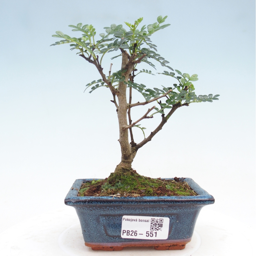 Room bonsai - Zantoxylum piperitum - pepper tree
