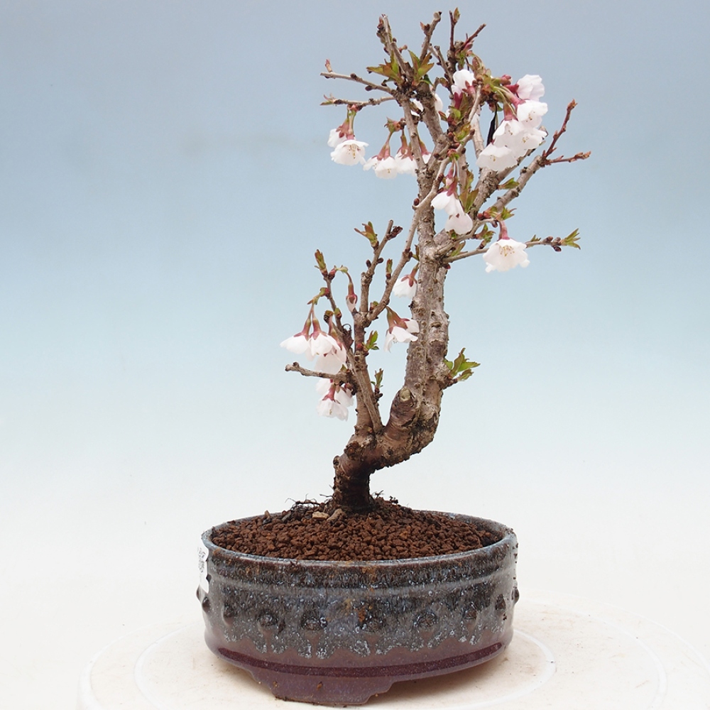 Outdoor bonsai - Prunus incisa Kojou-no mai-Plum cut