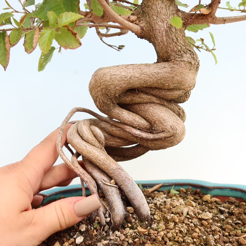 Outdoor bonsai -Carpinus CARPINOIDES - Korean Hornbeam