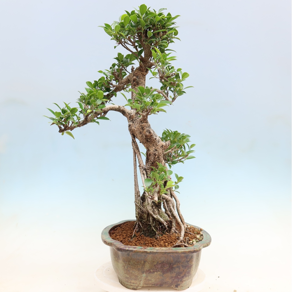 Room bonsai - Ficus kimmen - small-leaved ficus