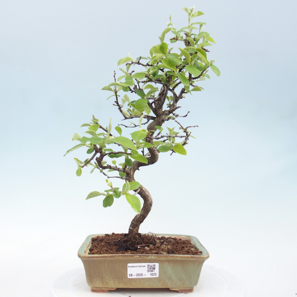 Outdoor bonsai - Chaneomeles chinensis