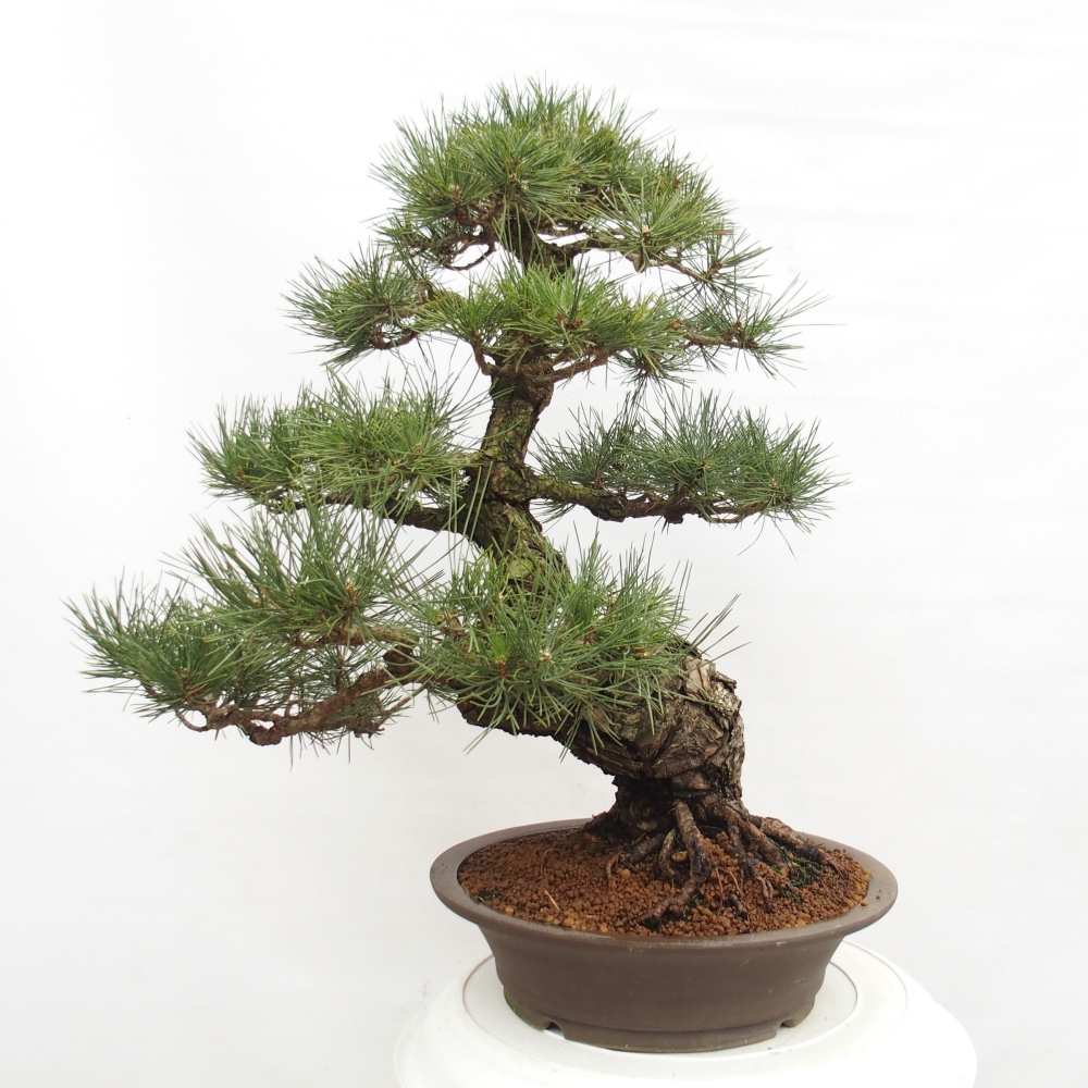 Outdoor bonsai - Pinus thunbergii - Thunberg pine