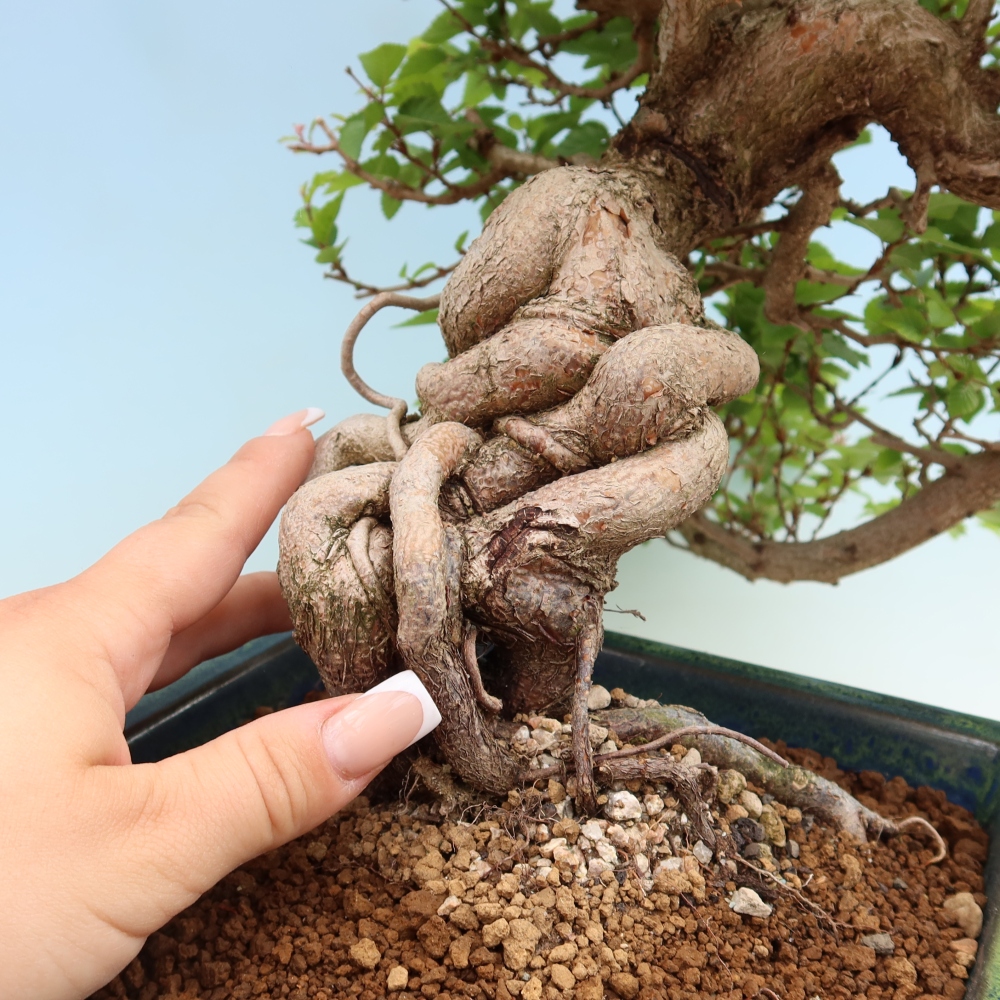 Outdoor bonsai -Carpinus coreana - Korean Hornbeam