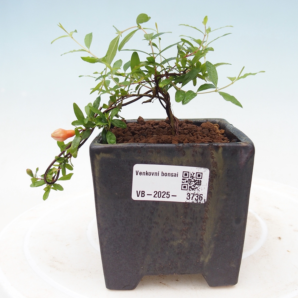 Room bonsai-PUNICA granatum nana-Pomegranate