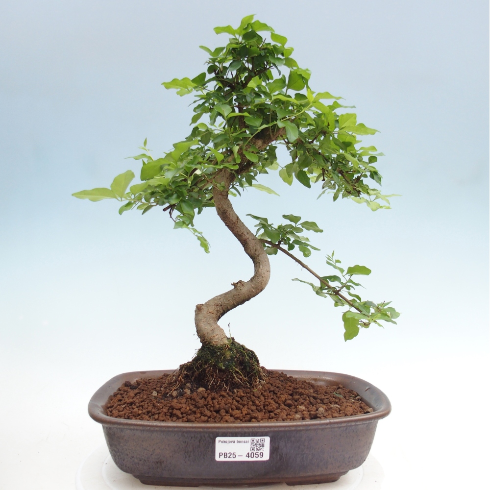 Room bonsai -Ligustrum chinensis - Birds Beak