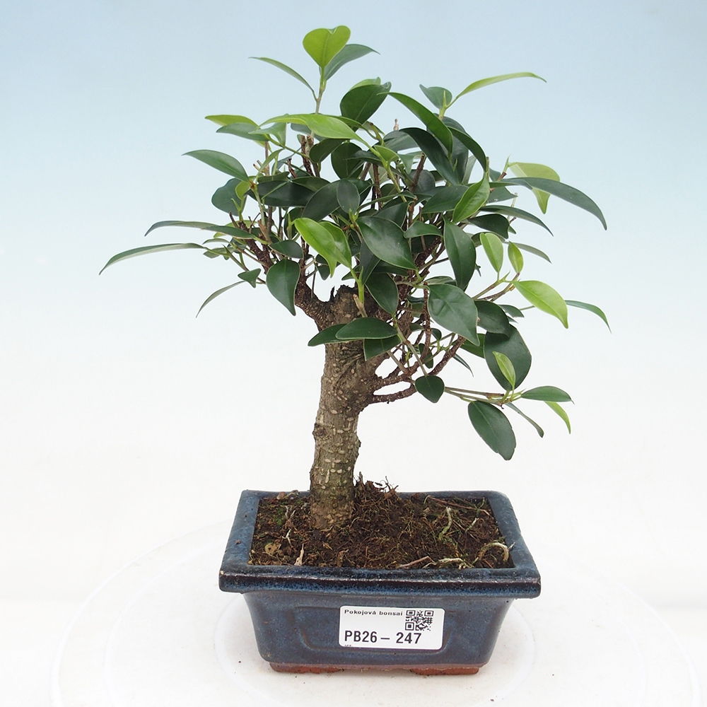 Room bonsai Ficus retusa kimmen