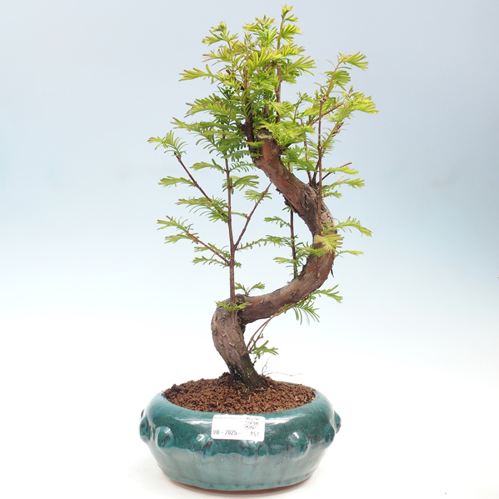 Outdoor bonsai - Metasequoia glyptostroboides - Chinese Metasequoia