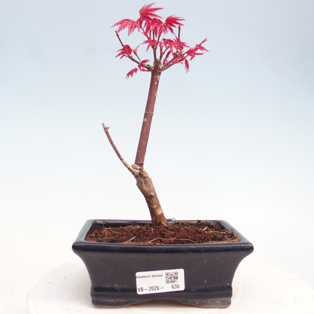 Outdoor bonsai - Acer palmatum DESHOJO