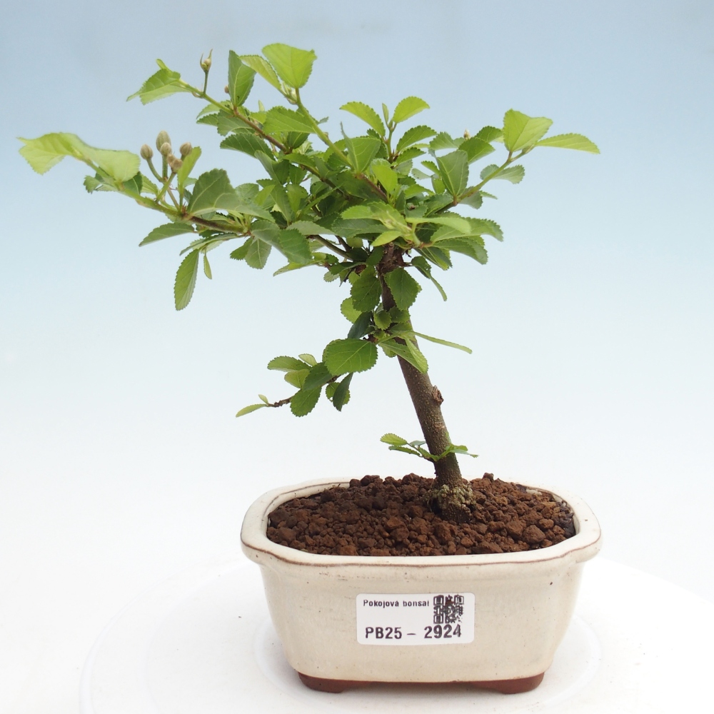 Indoor bonsai - Grewia occidentalis - Lavender star