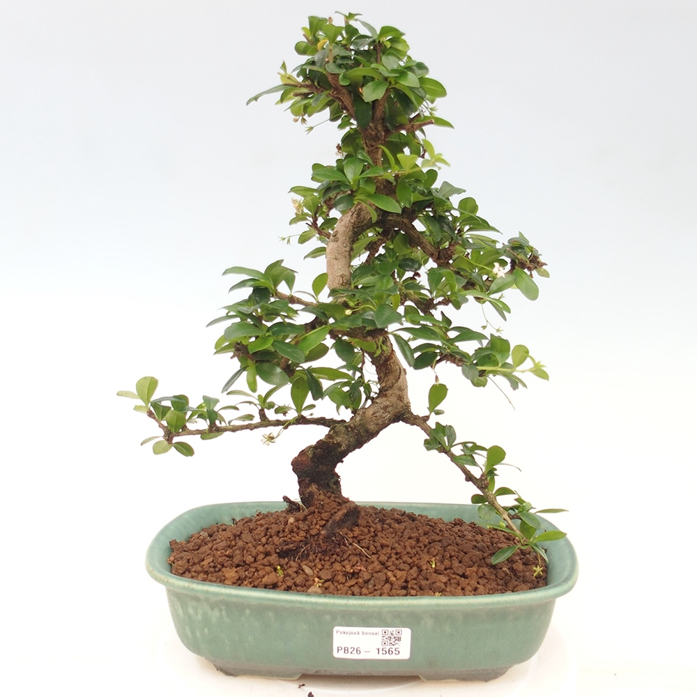 Room bonsai - Carmona macrophylla - Tea fuki