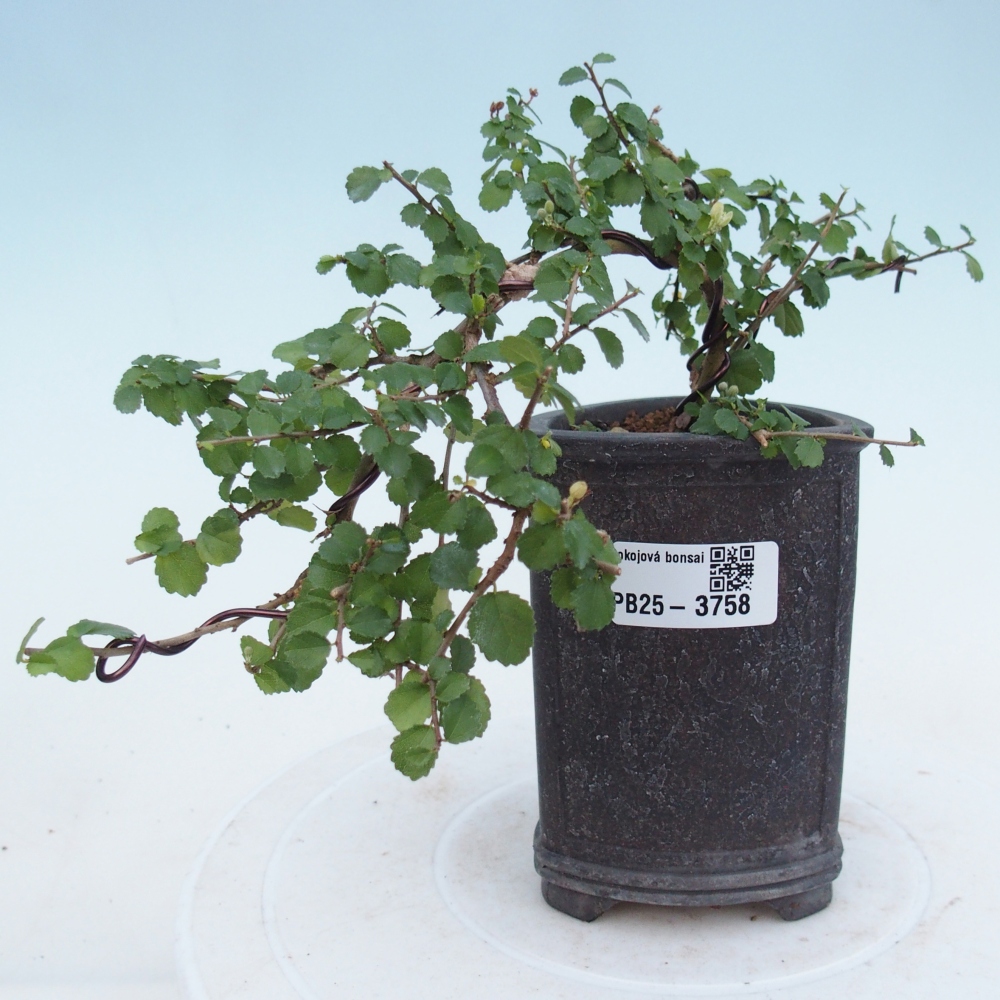 Room bonsai - Grewia sp. - Grewia malafolia