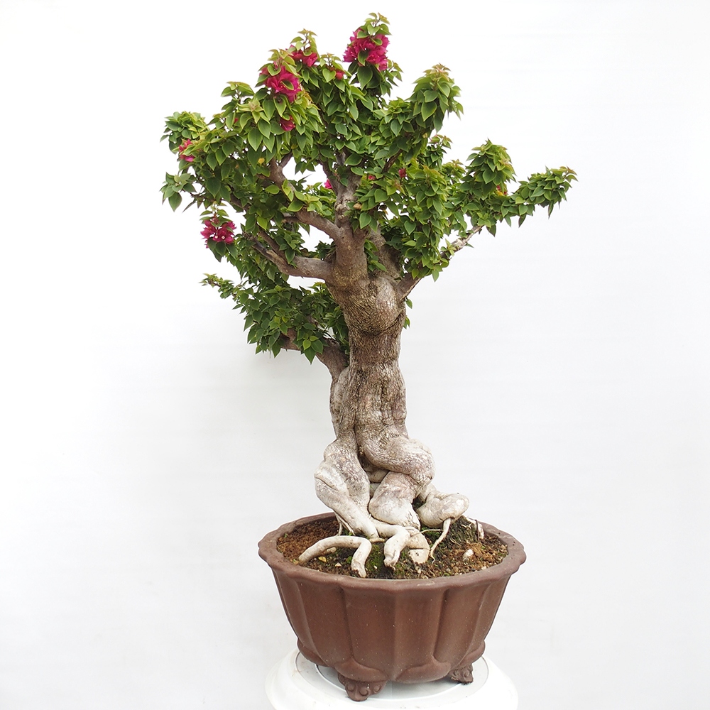 Indoor bonsai - Bouganwilea