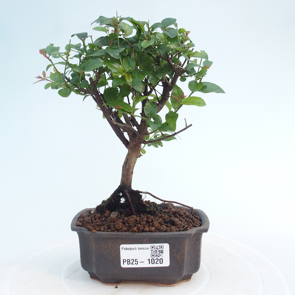 Indoor bonsai - Sagerécie thea - Sagerécie thea