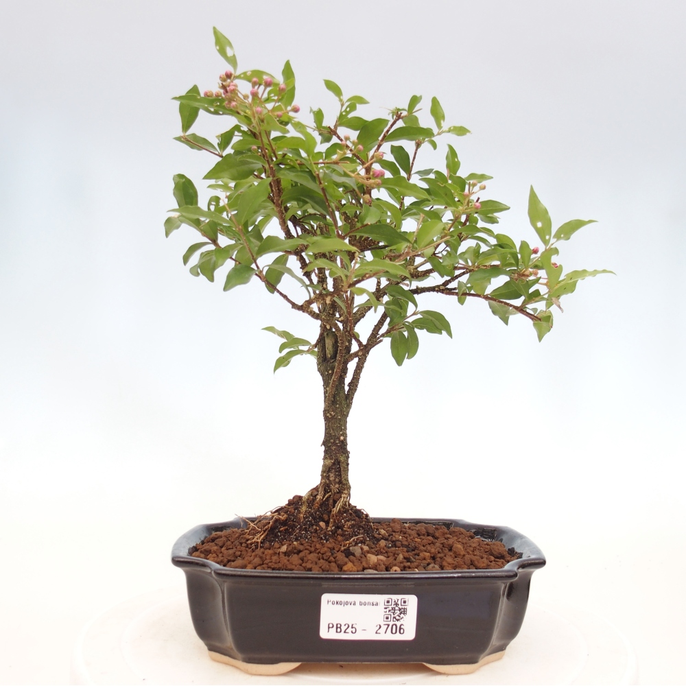 Room bonsai - Malpighia coccigera- Barbdorian cherry