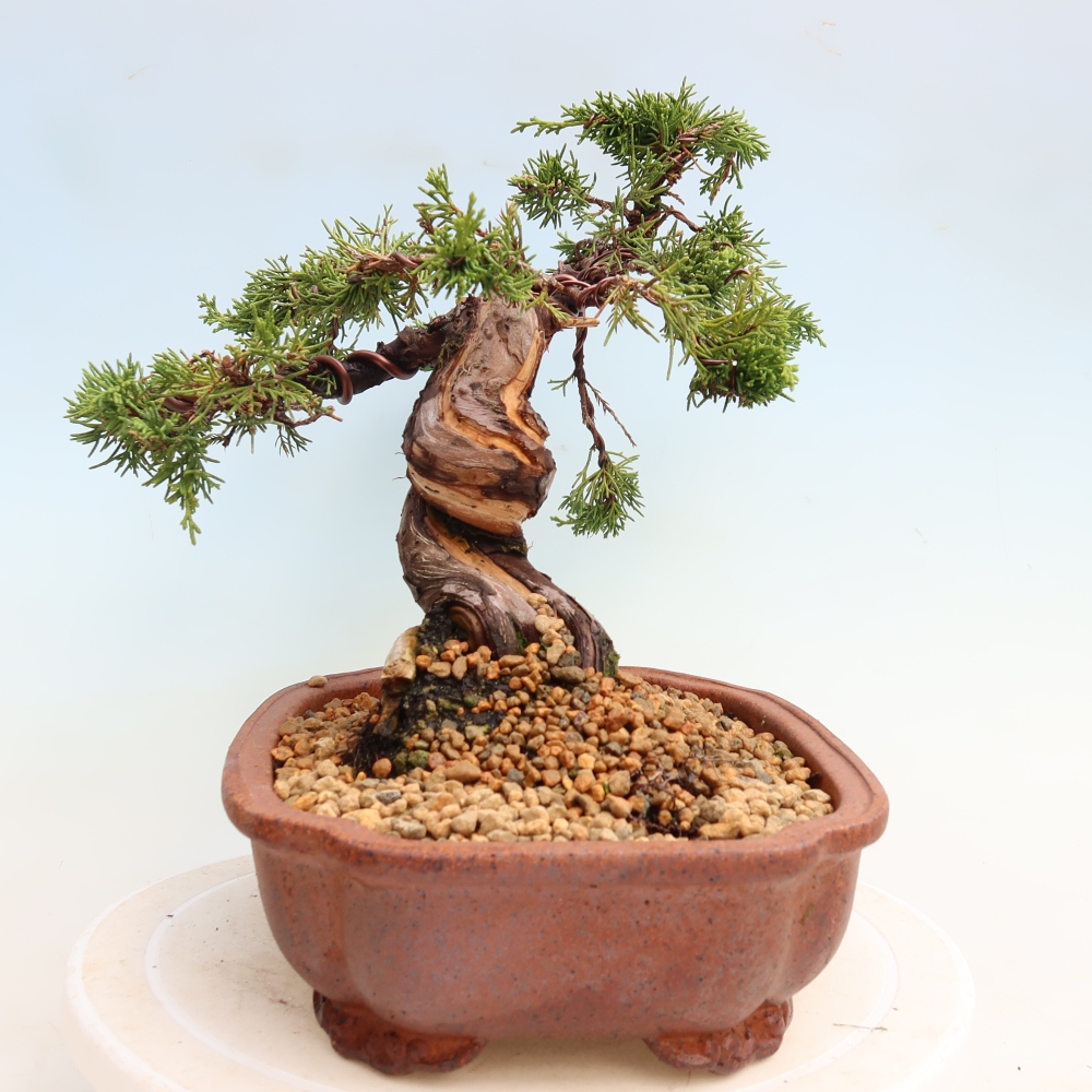 Outdoor Bonsai - Juniperus chinensis Itoigawa - Chinese Juniper