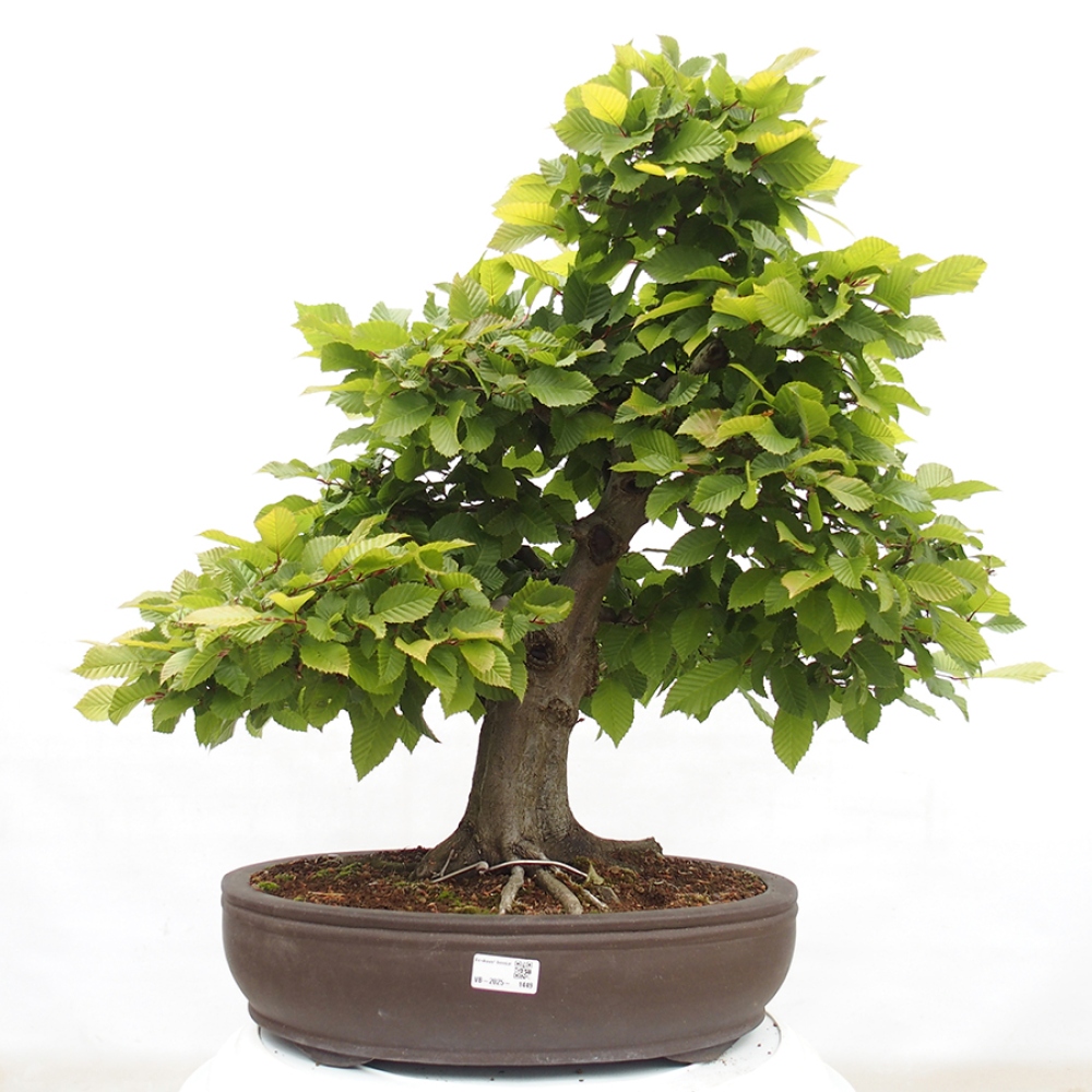 Outdoor bonsai - Hornbeam - Carpinus betulus