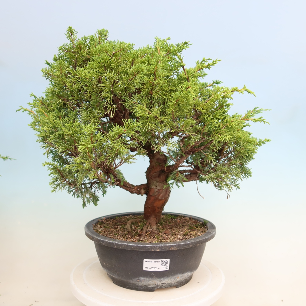 Outdoor Bonsai - Juniperus chinensis Itoigawa - Chinese Juniper