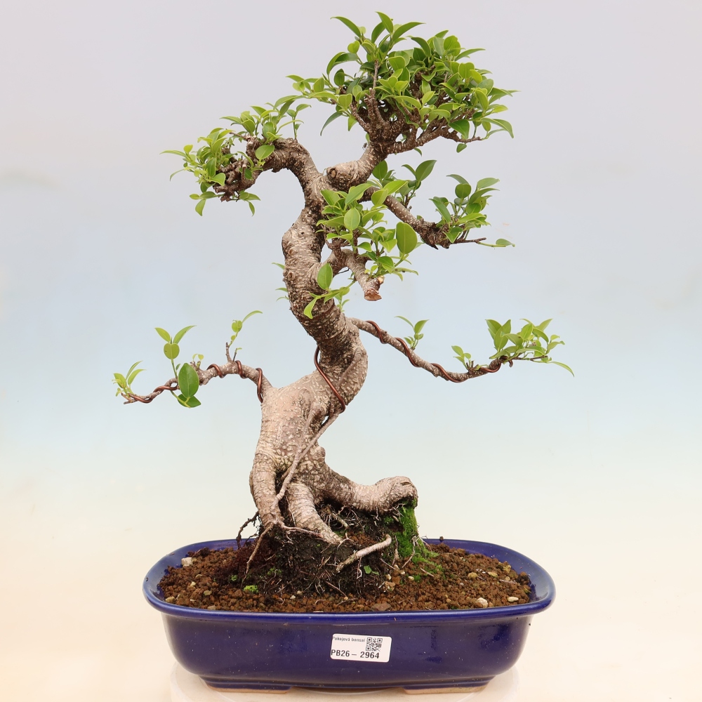 Room bonsai - Ficus kimmen - small-leaved ficus