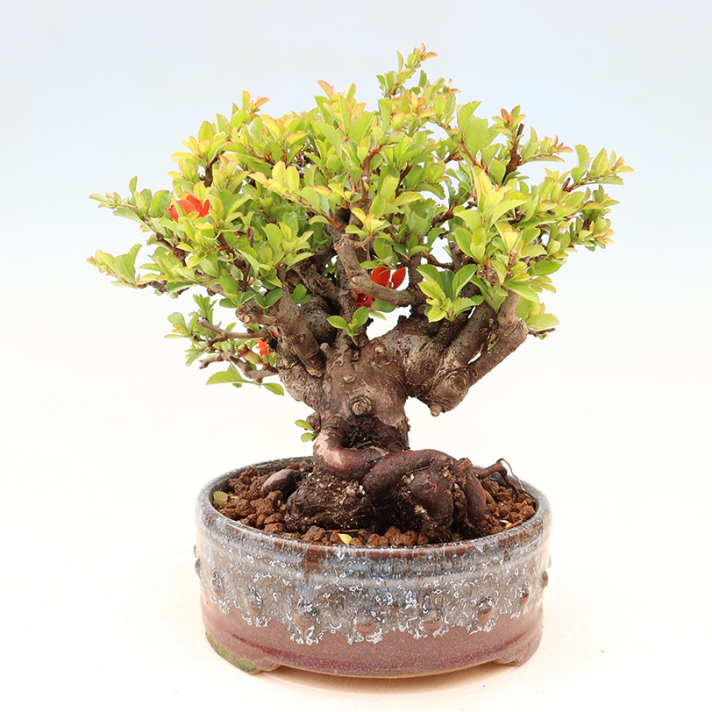 Outdoor bonsai - Chaneomeles speciosa Chojubai