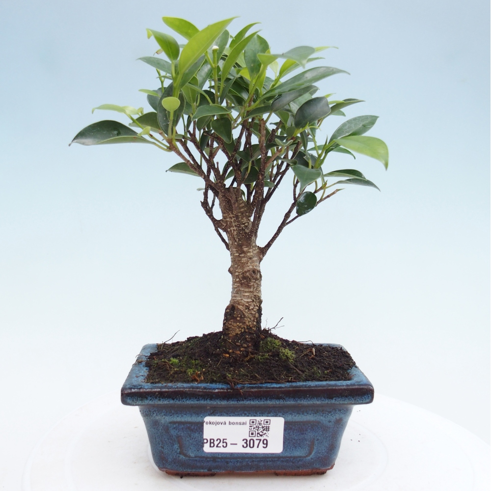 Indoor bonsai - Small-leaved ficus - Ficus kimmen