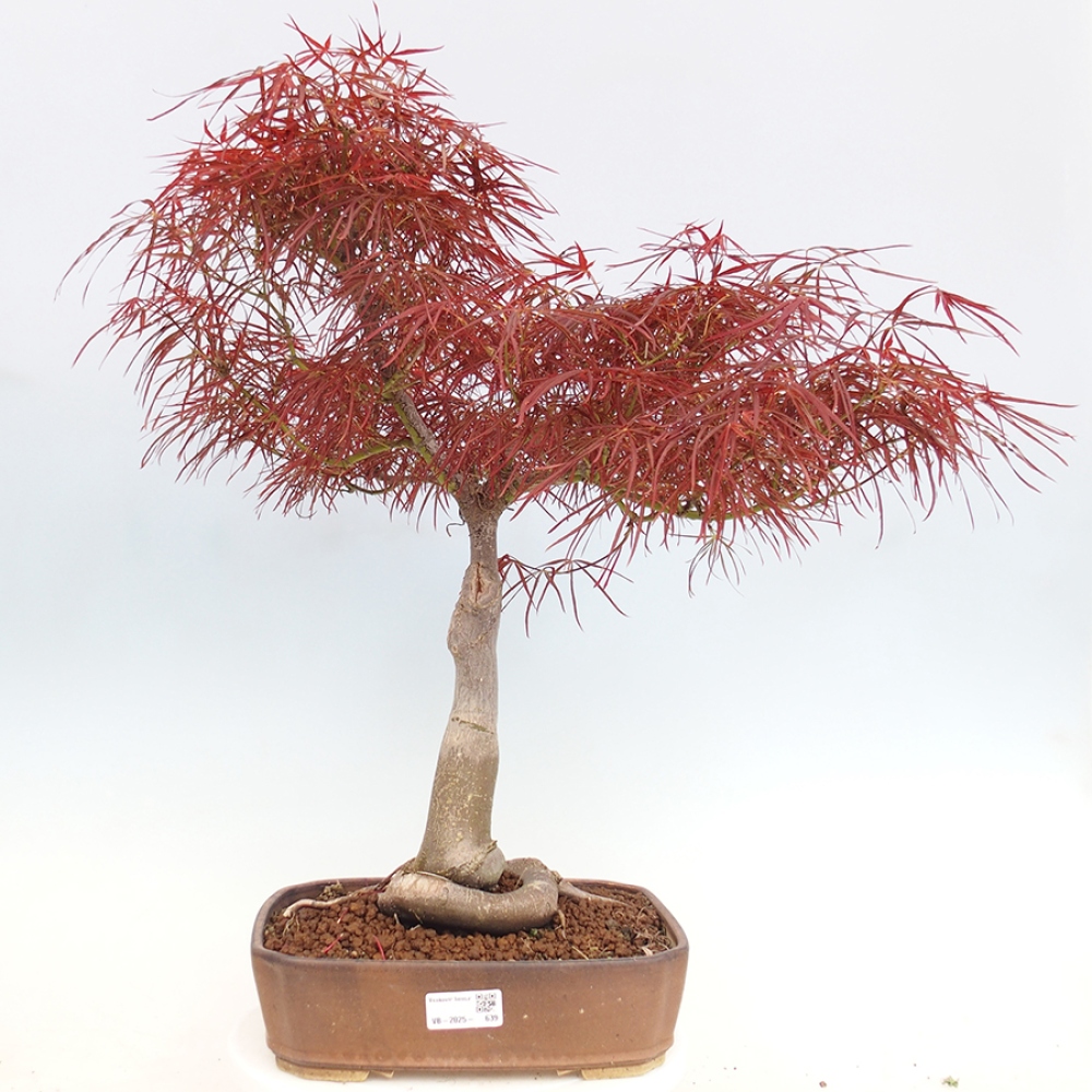 Outdoor bonsai - Acer palmatum RED PYGMY