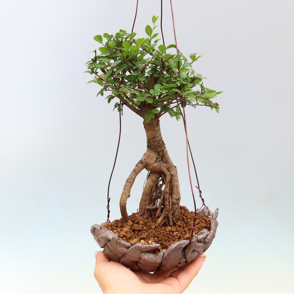 Kokedama in a Ceramic Pot - Ulmus parvifolia - Small-leaved Elm