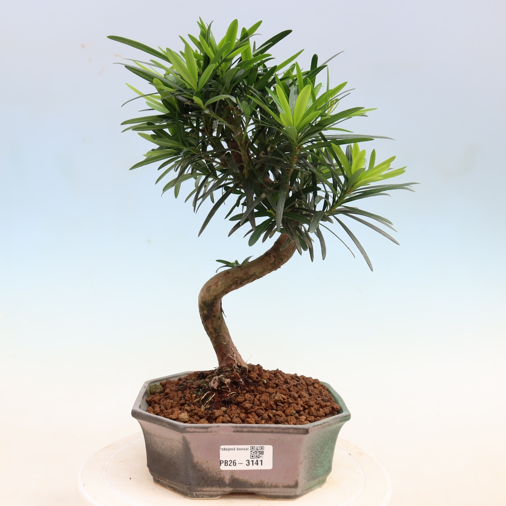 Room bonsai - Podocarpus - Stone Yew