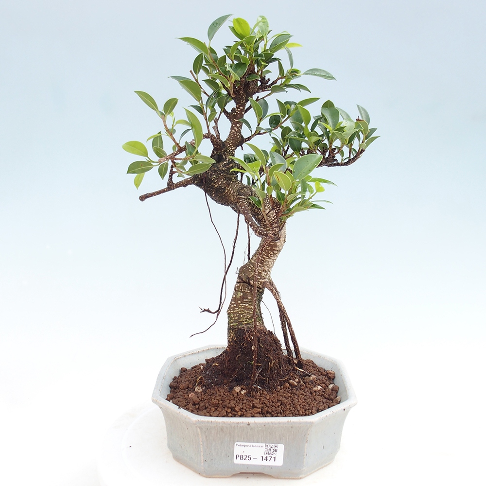 Indoor bonsai - Ficus retusa - small ficus