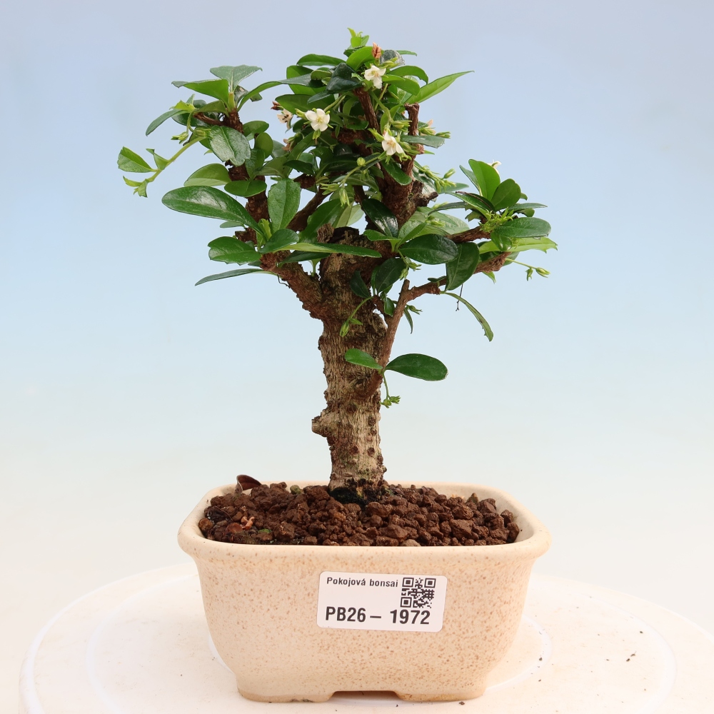 Room bonsai - Carmona macrophylla - Tea fuki