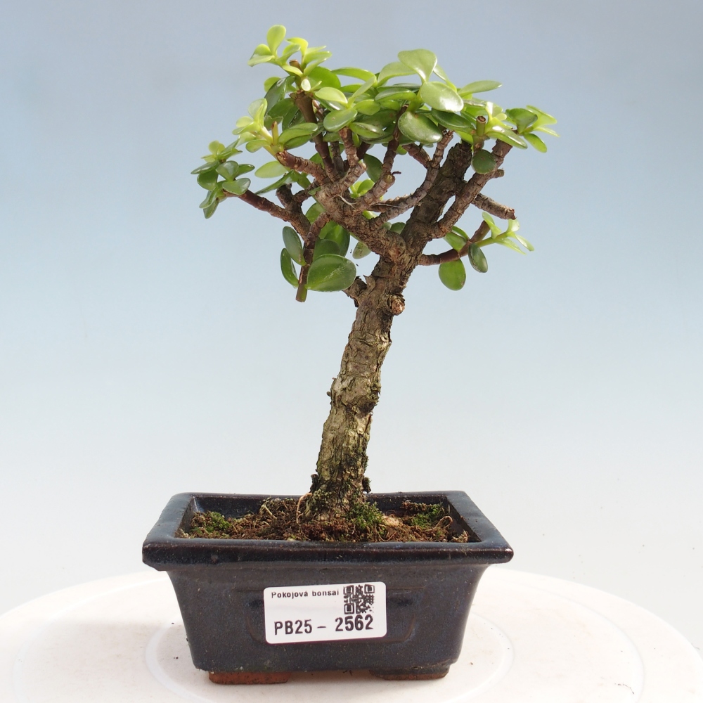 Indoor bonsai - Portulakaria Afra - Tlustice