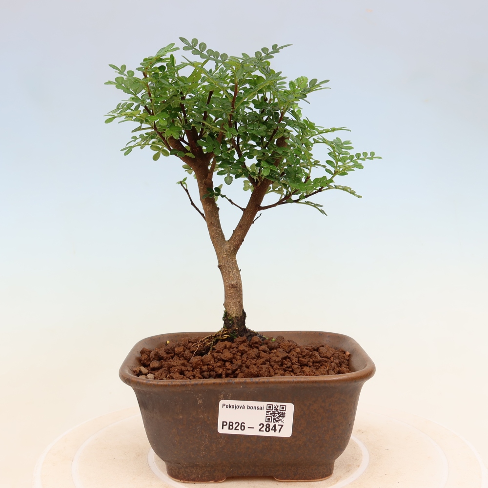 Room bonsai - Zantoxylum piperitum - pepper tree