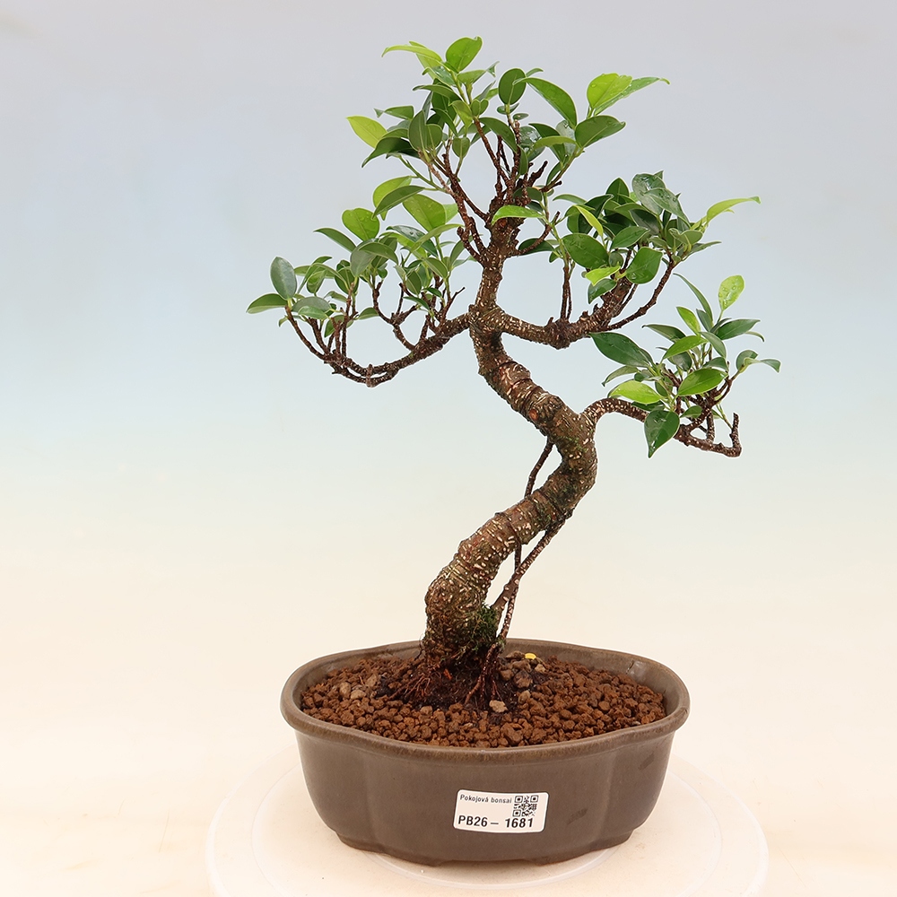 Room bonsai - Ficus retusa - small-leaved ficus