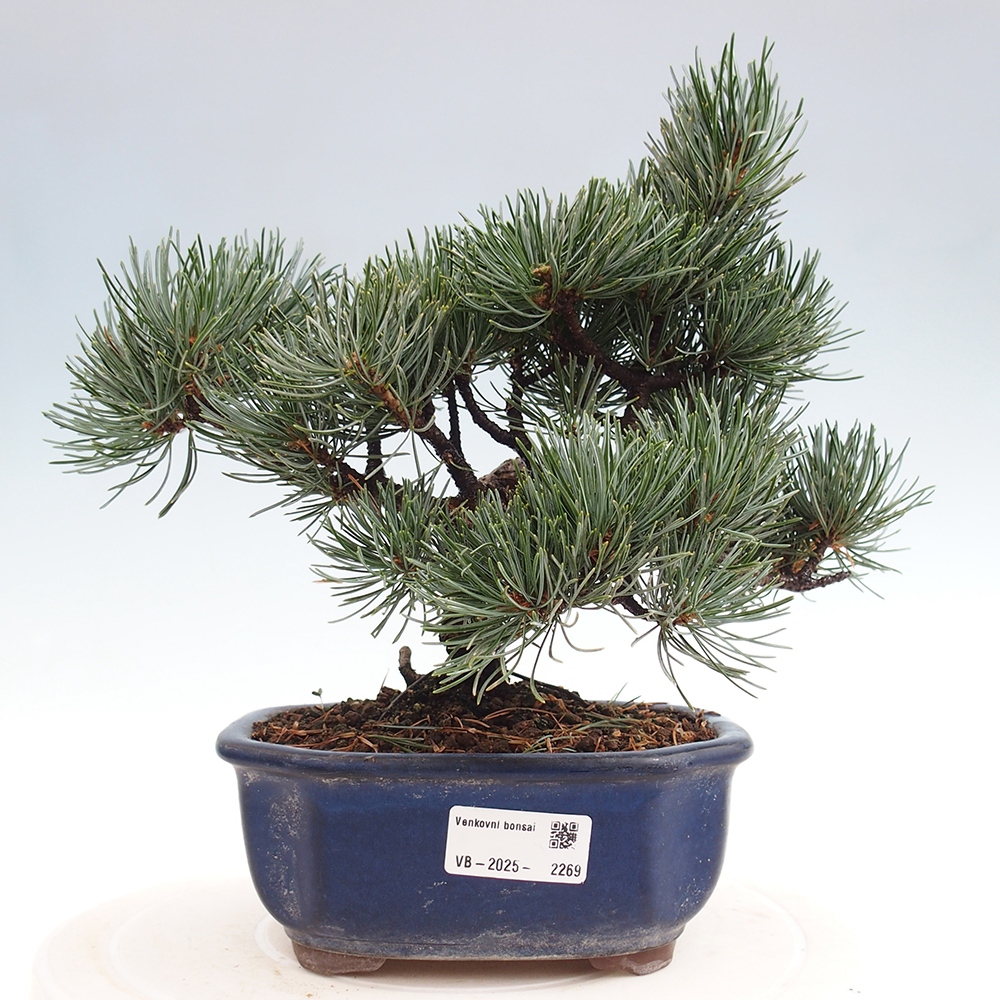 Outdoor bonsai - Pinus parviflora - Small pine tree