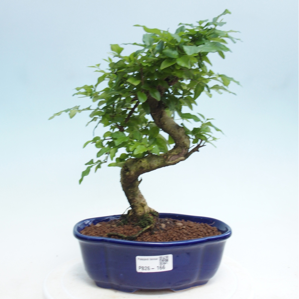 Room bonsai -Ligustrum retusa - small-leaved bird's beak