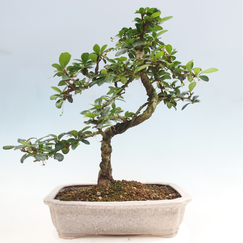Room bonsai - Carmona macrophylla - Tea fuki