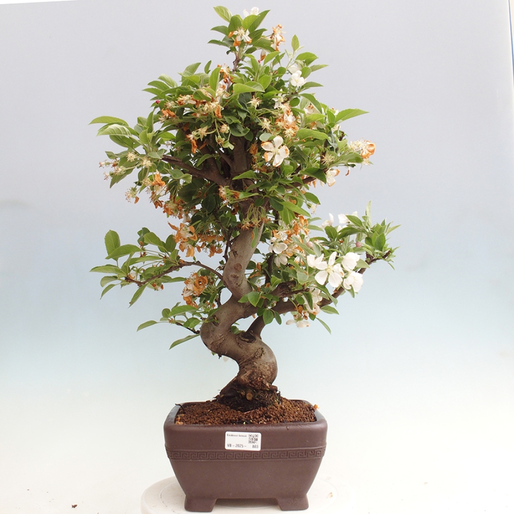 Outdoor bonsai - Malus halliana - Small-fruited apple tree