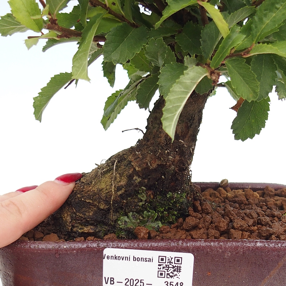 Outdoor bonsai - Zelkova - Zelkova NIRE