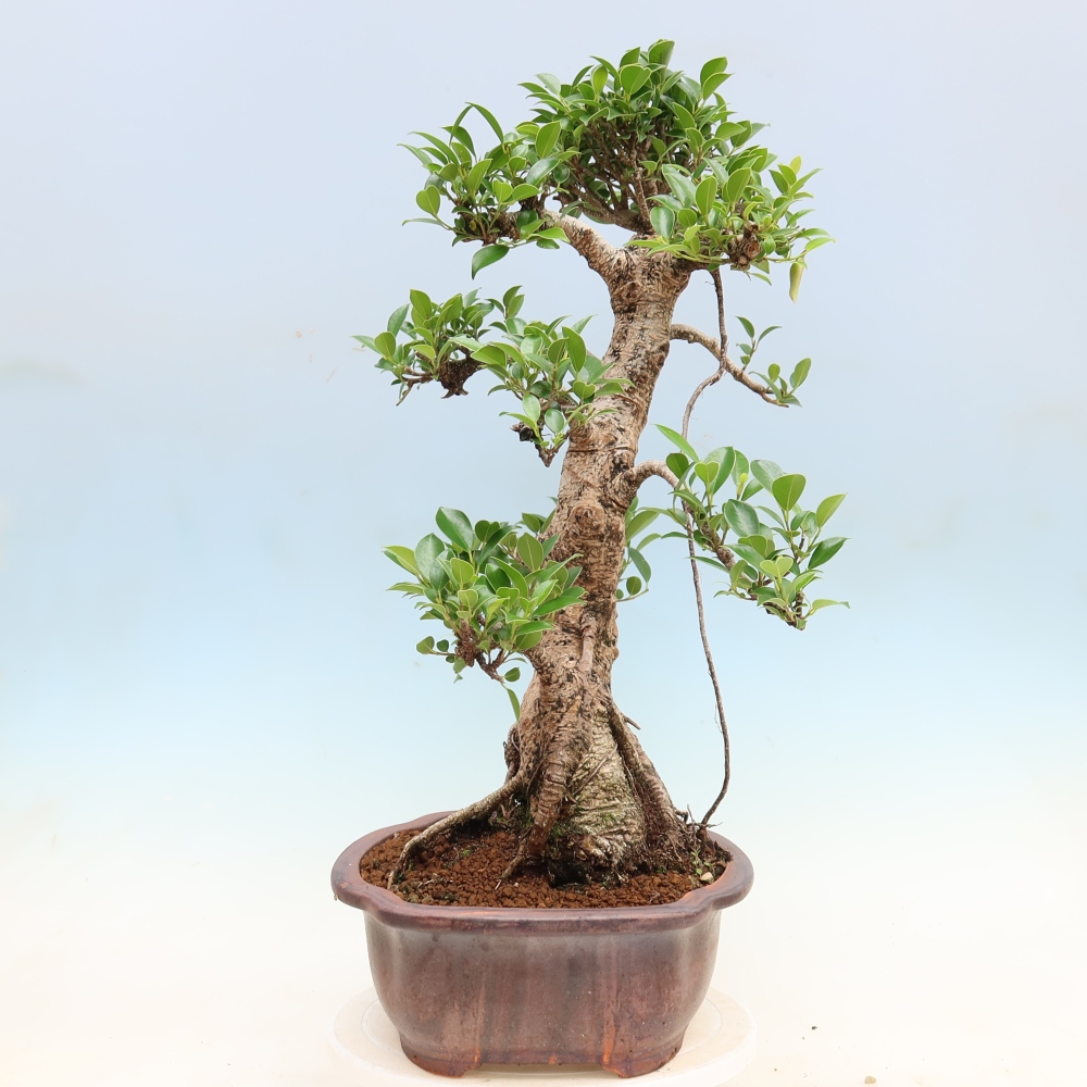 Room bonsai - Ficus kimmen - small-leaved ficus