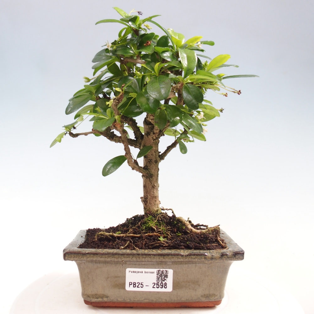 Indoor bonsai - Carmona macrophylla - Fuki tea