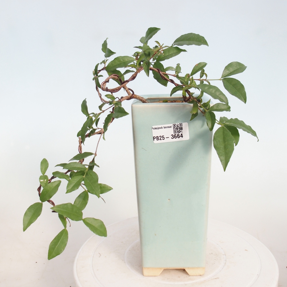 Room bonsai - Malpighia coccigera- Barbdor Cherry