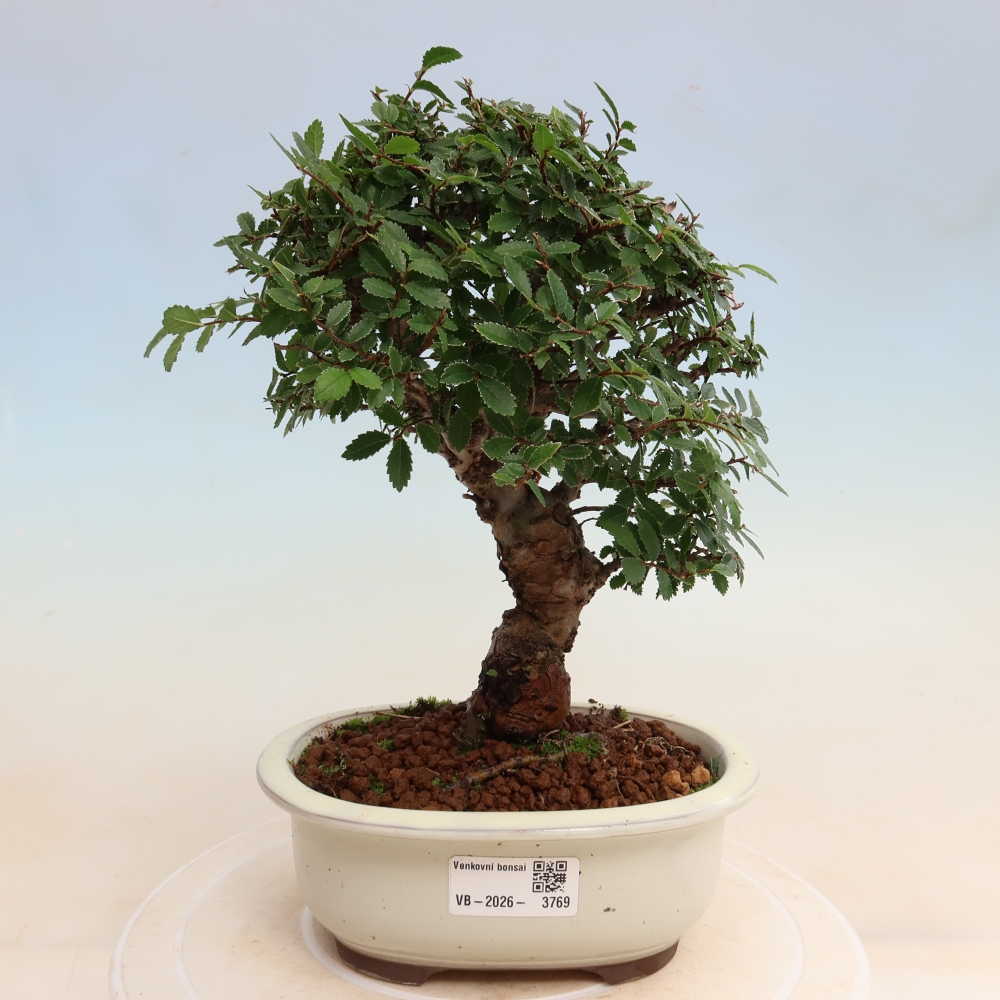 Outdoor bonsai - Zelkova - Zelkova NIRE