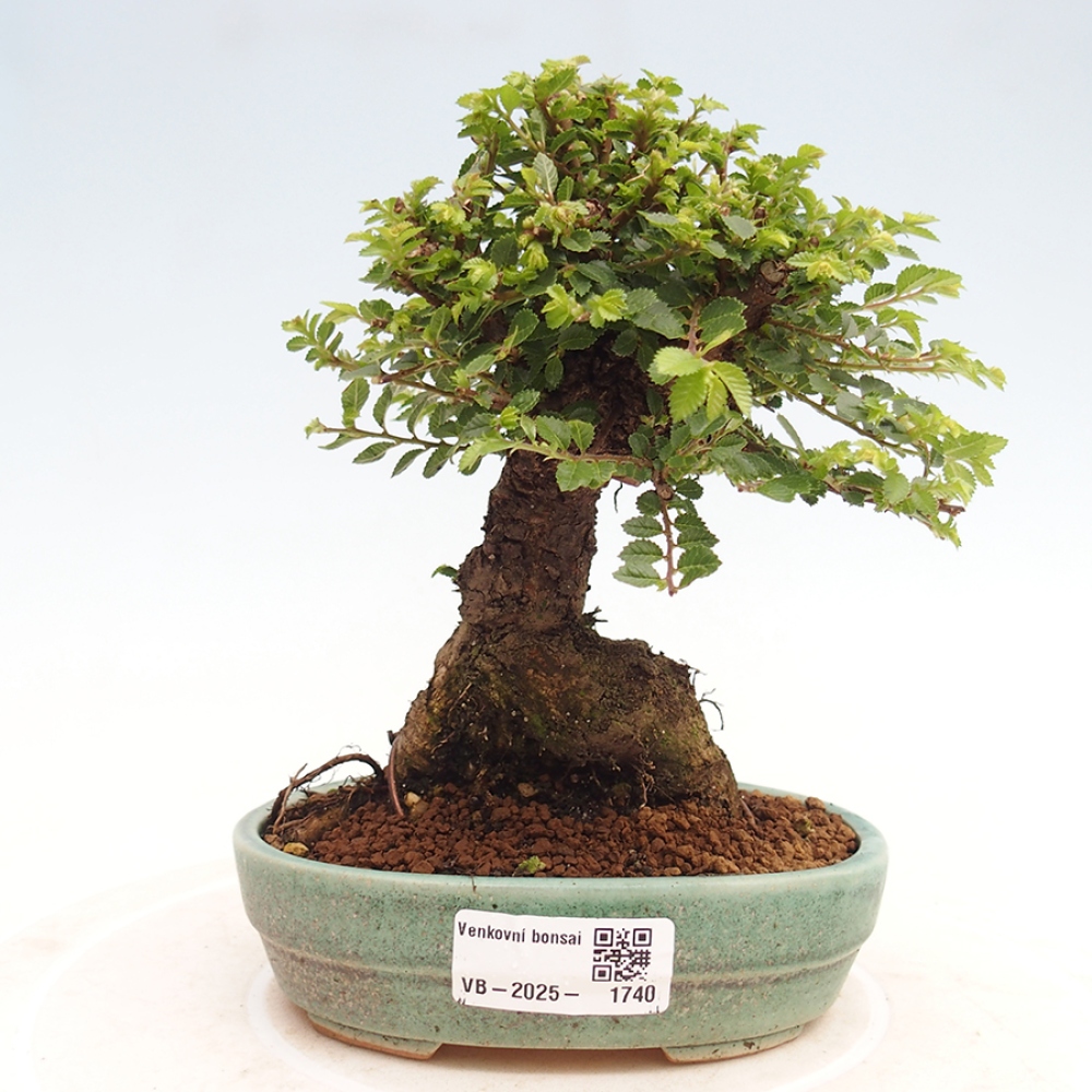 Outdoor bonsai - Ulmus parvifolia Hokkaido - Chinese elm