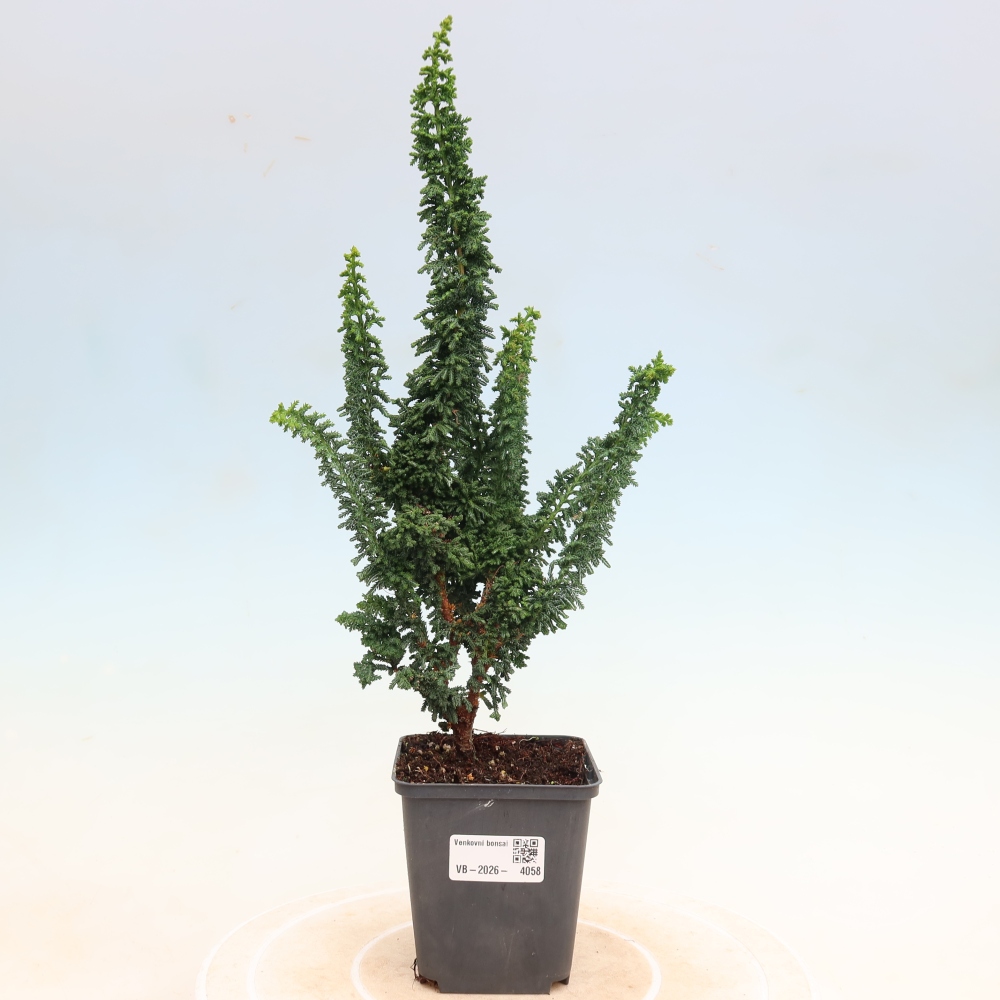 Outdoor bonsai - Cham. obtusa SEKKA HINOKI - Cypress