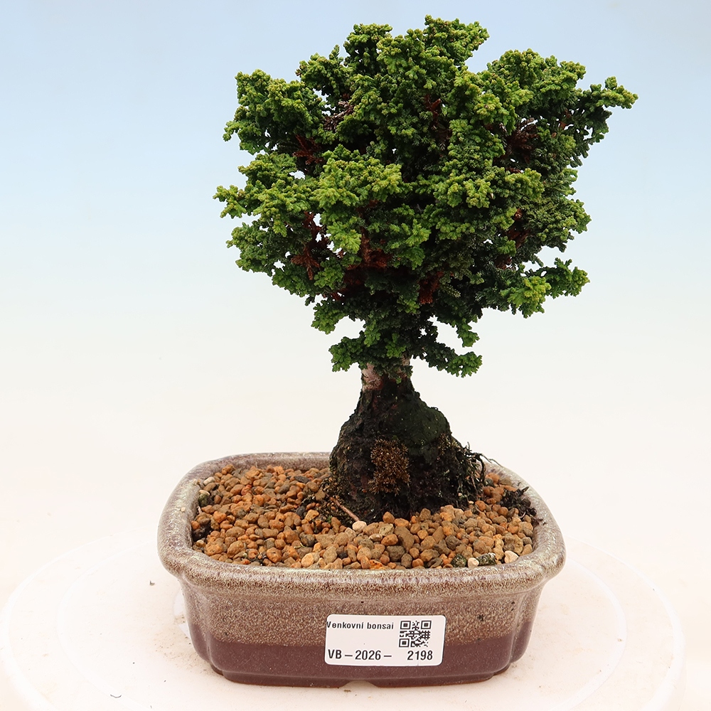 Outdoor bonsai - Cham. obtusa SEKKA HINOKI - Cypress